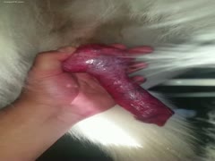A puppy receiving a tugjob from an owner who is sexually aroused
